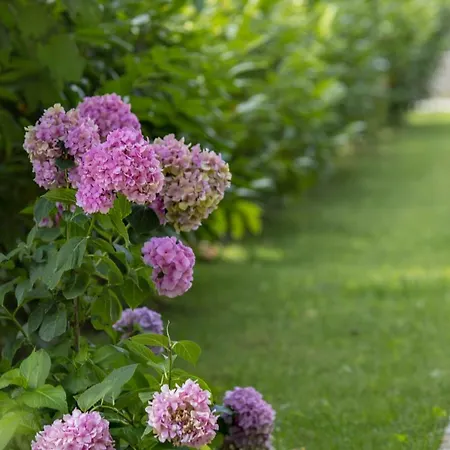 Friends * Kŭrdzhali